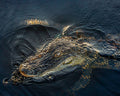 A close-up photograph of an alligator
