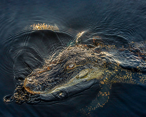 A close-up photograph of an alligator