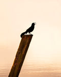 Black Birds Sinning Print