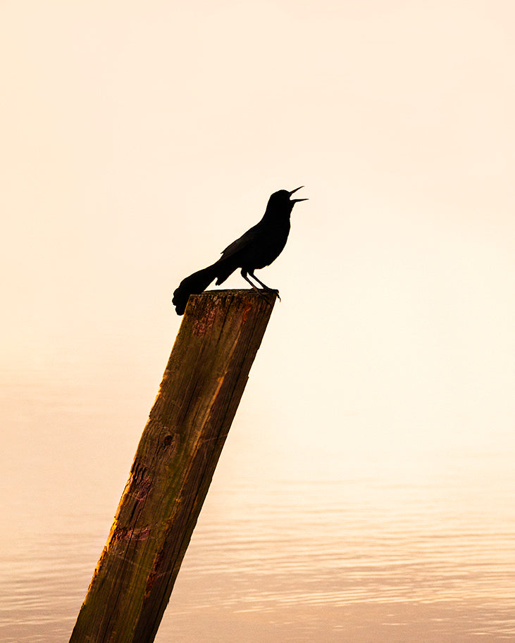 Black Birds Sinning Print