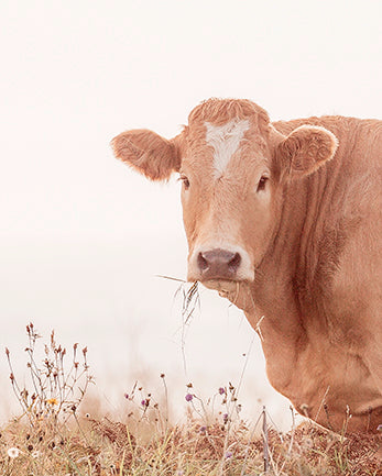 brown cow with a white blaze