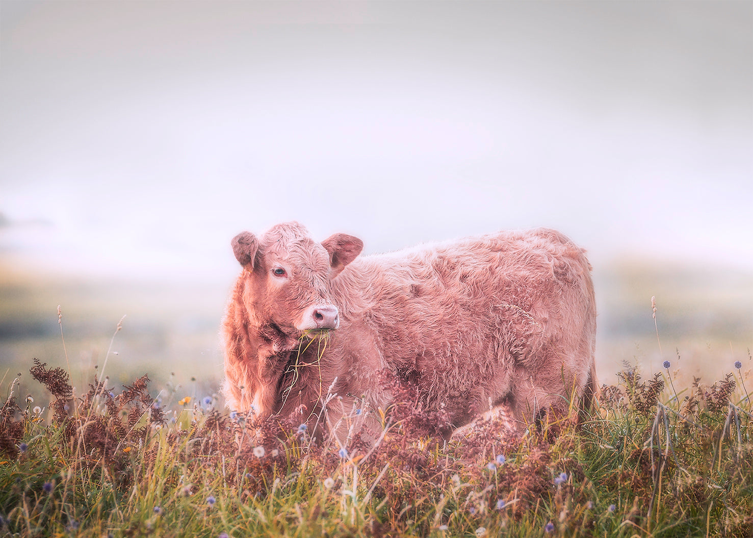 Cow Ireland Field Print