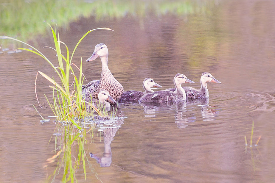 Cute Ducklings Swimming in the Pound