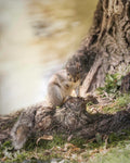 Cute Squirrel Print For Sale