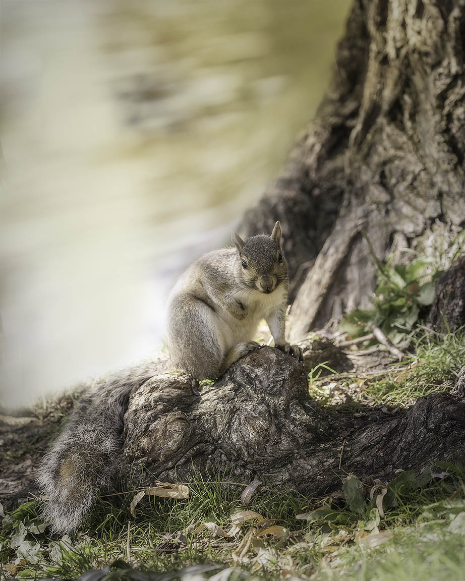 Cute Squirrel Print For Sale