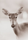 photo of a deer against a blurred background