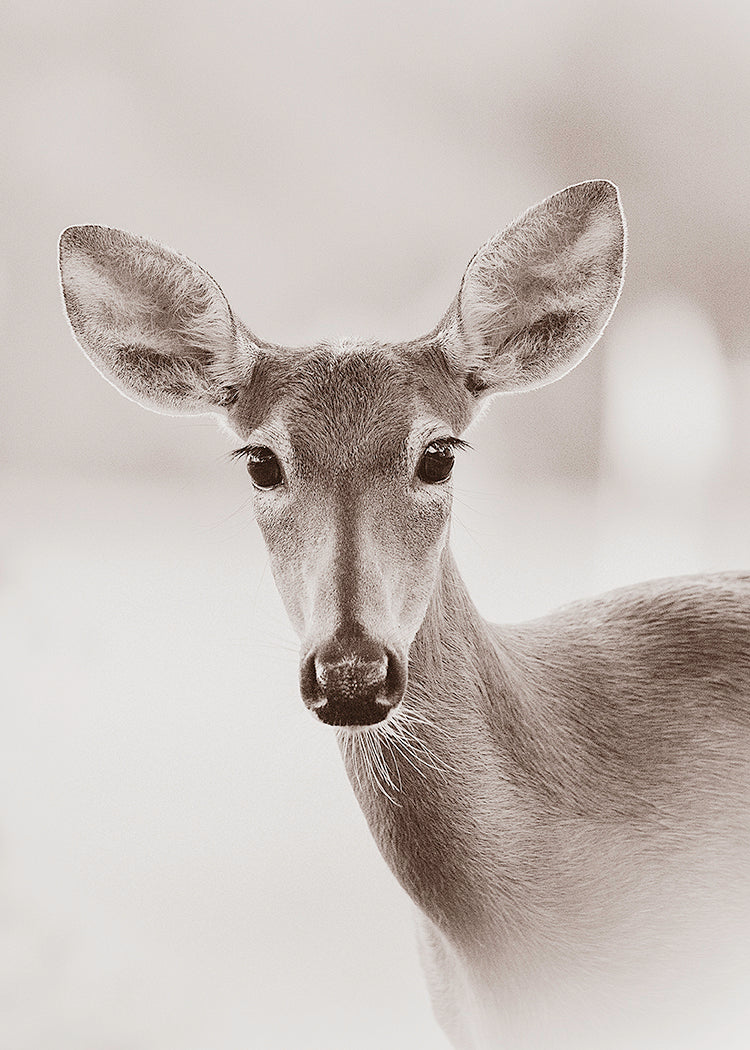 photo of a deer against a blurred background