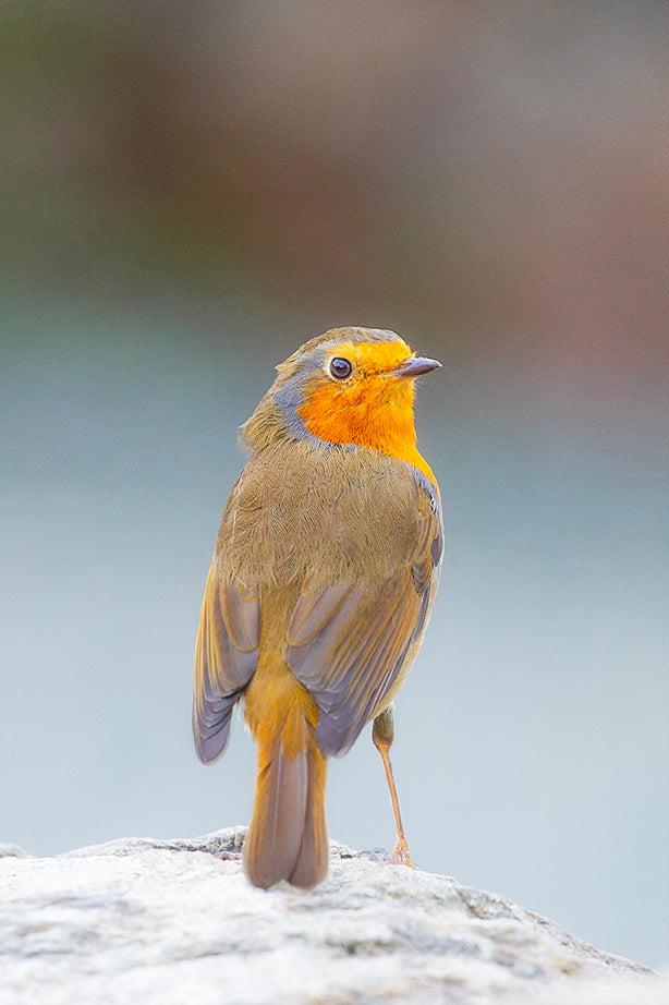 Europien Robin Print