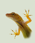Florida Cute Lizard Print
