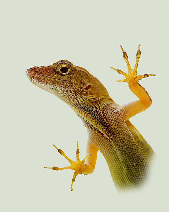 Florida Cute Lizard Print