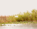 Florida Everglades Bird Print