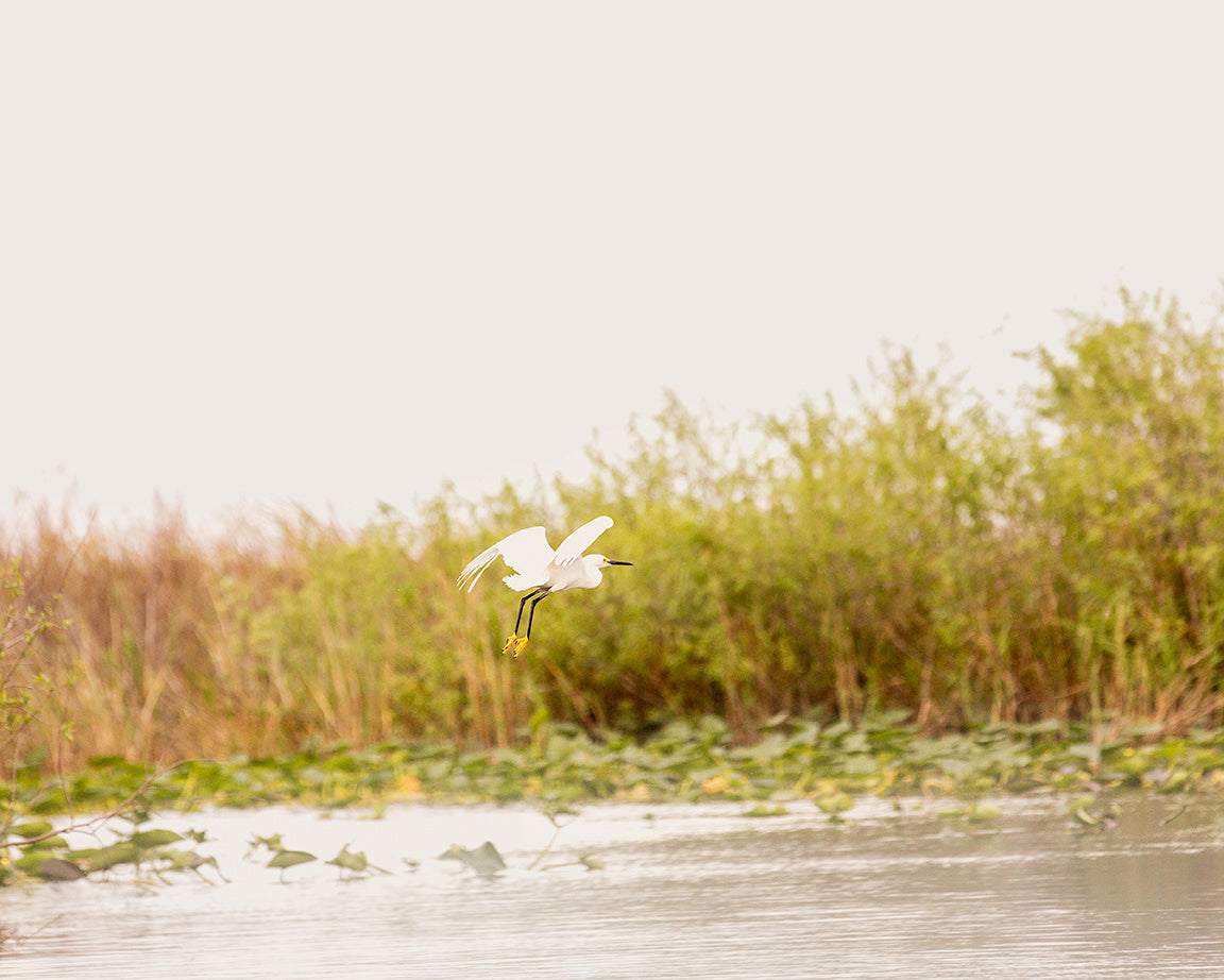 Florida Everglades Bird Print