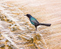 Florida Everglades Bird at the Water Print