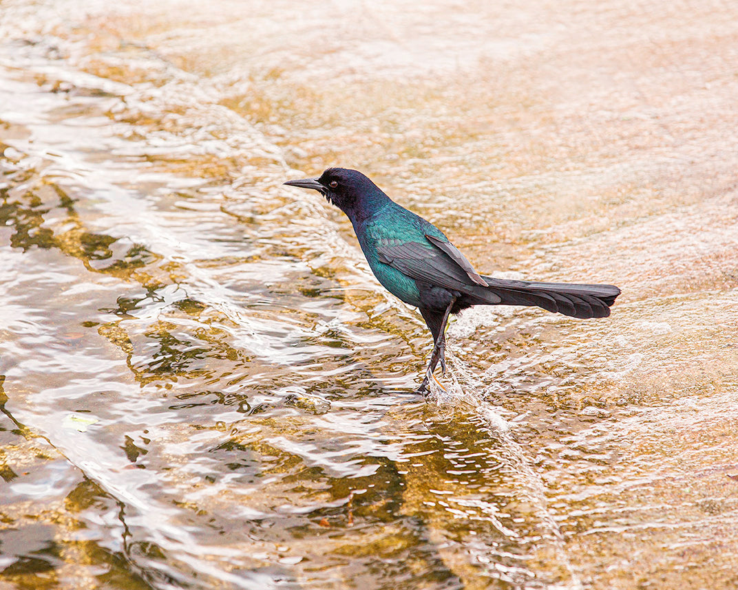 Florida Everglades Bird at the Water Print