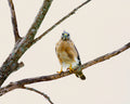 Florida Everglades Hawk Print