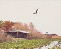 Florida Everglades Print