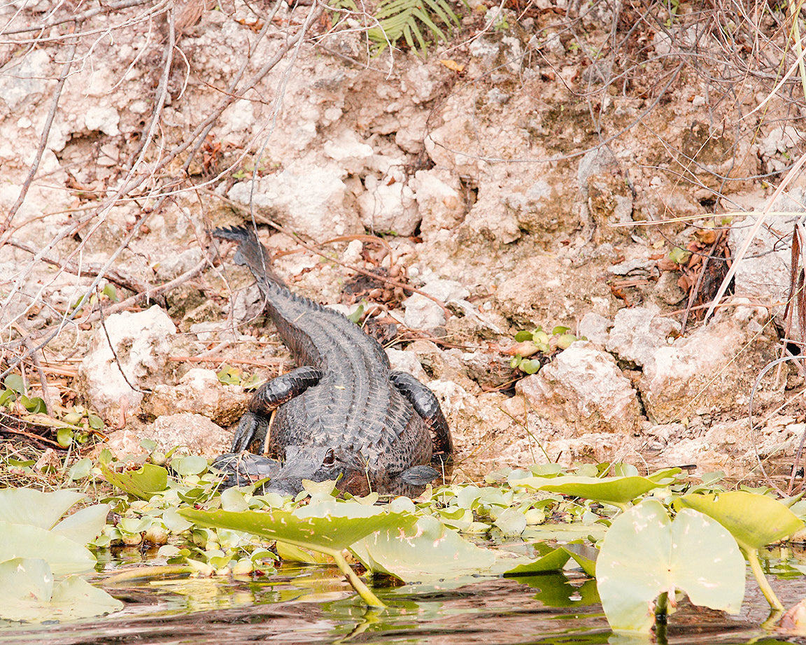 Florida Everglades Alligator Print