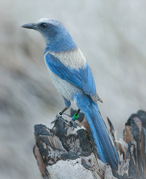 Scrub Jay Print