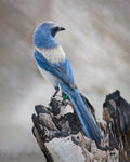 scrub jay perched on a piece of driftwood