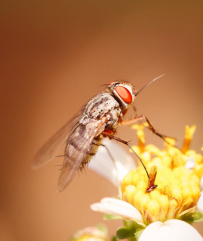 Macro Photography Fly