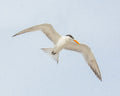 Flying Beach Bird Print