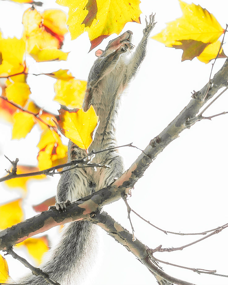 Gift Idea Playing Squirrel Print