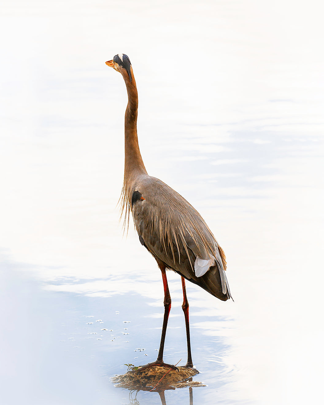 Great Blue Heron Standing Print
