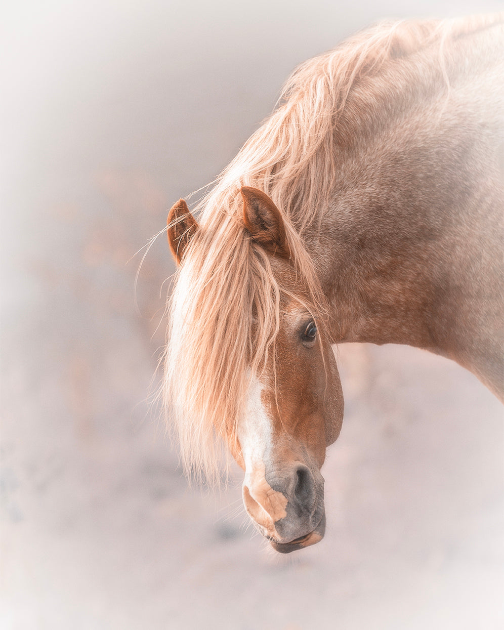 Horse Print for Sale