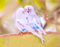 Kissing Birds Print