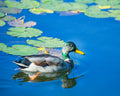 Male Mallard Duck Print