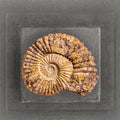 Nautilus Fossil Print
