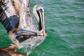 Pelicans Fighting Over Food Print