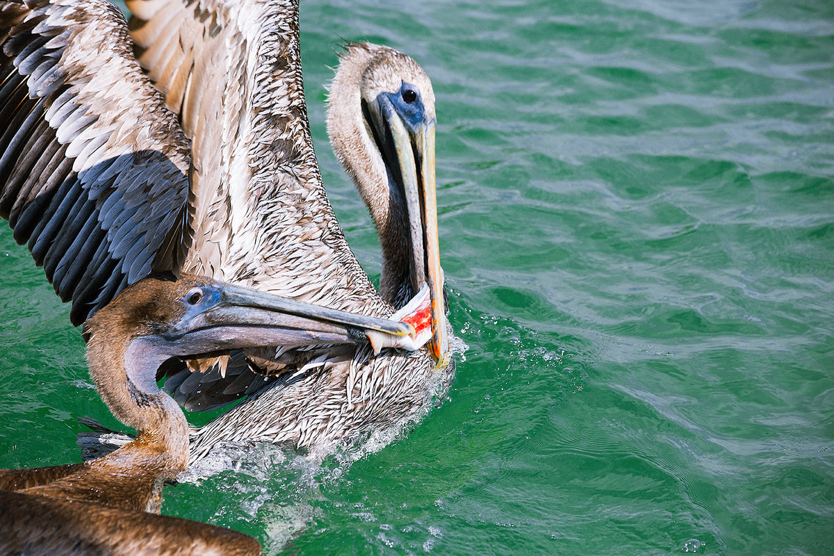 Pelicans Fighting Over Food Print