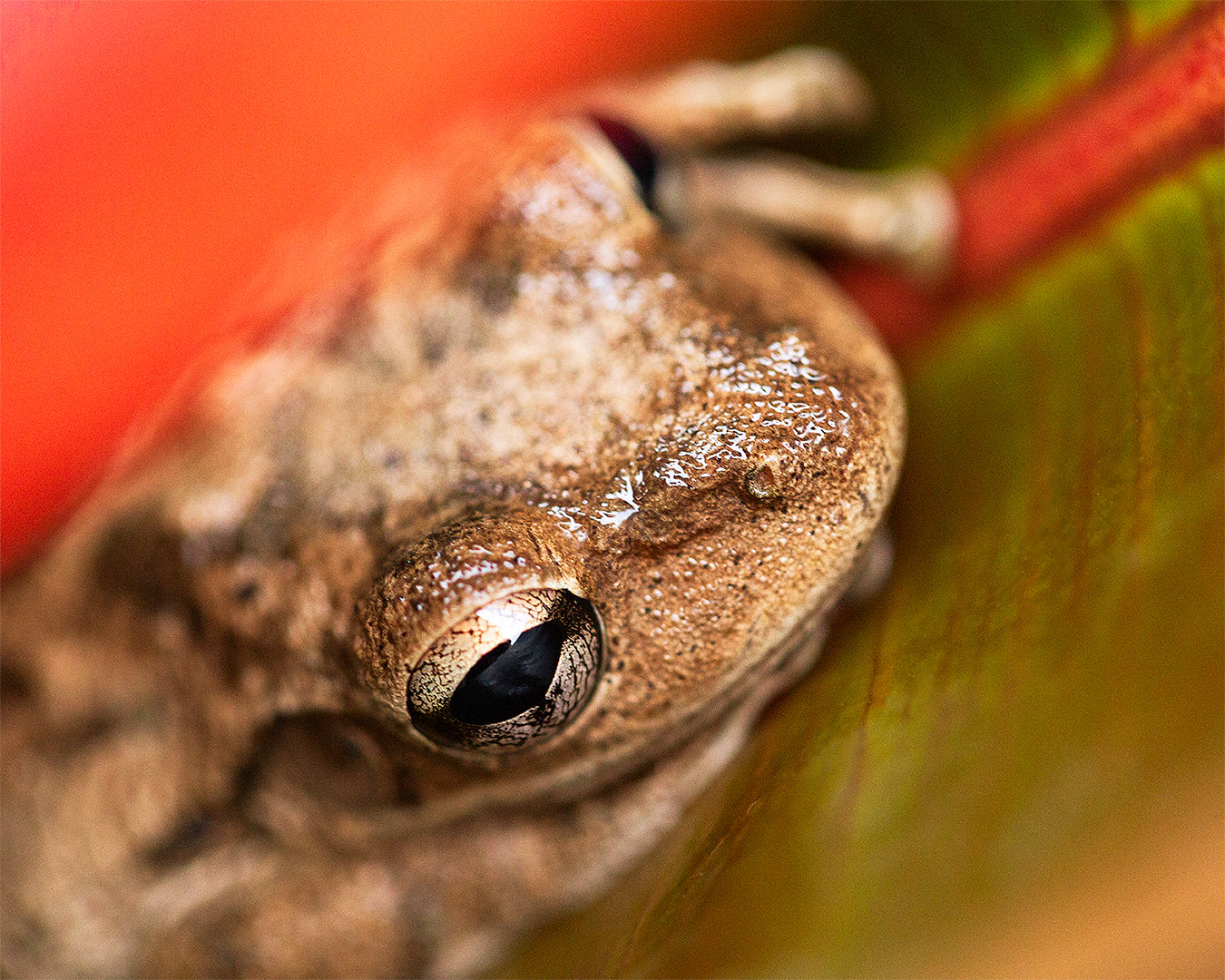 Relaxing Frog Print
