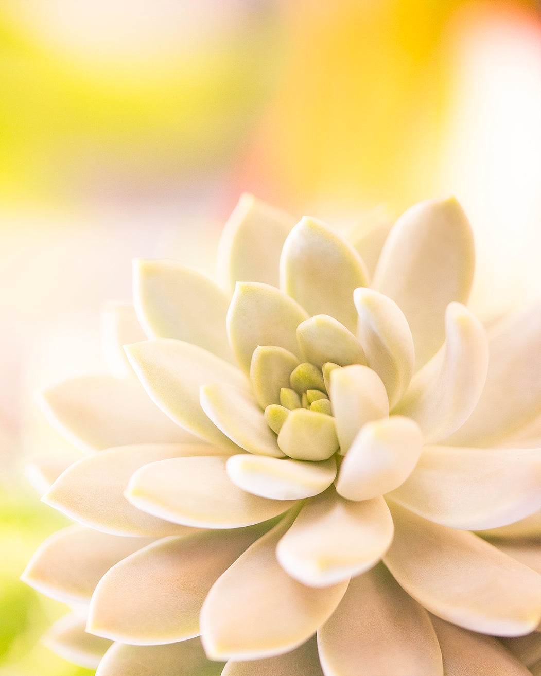Succulent Print