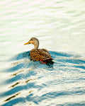 The Mottled Duck Swimming Print