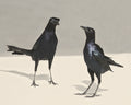 Two Funny Black Birds Print